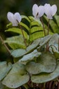 Eastern sowbread, Cyclamen coum Album Silver Leaf pending shell-shaped white flowers